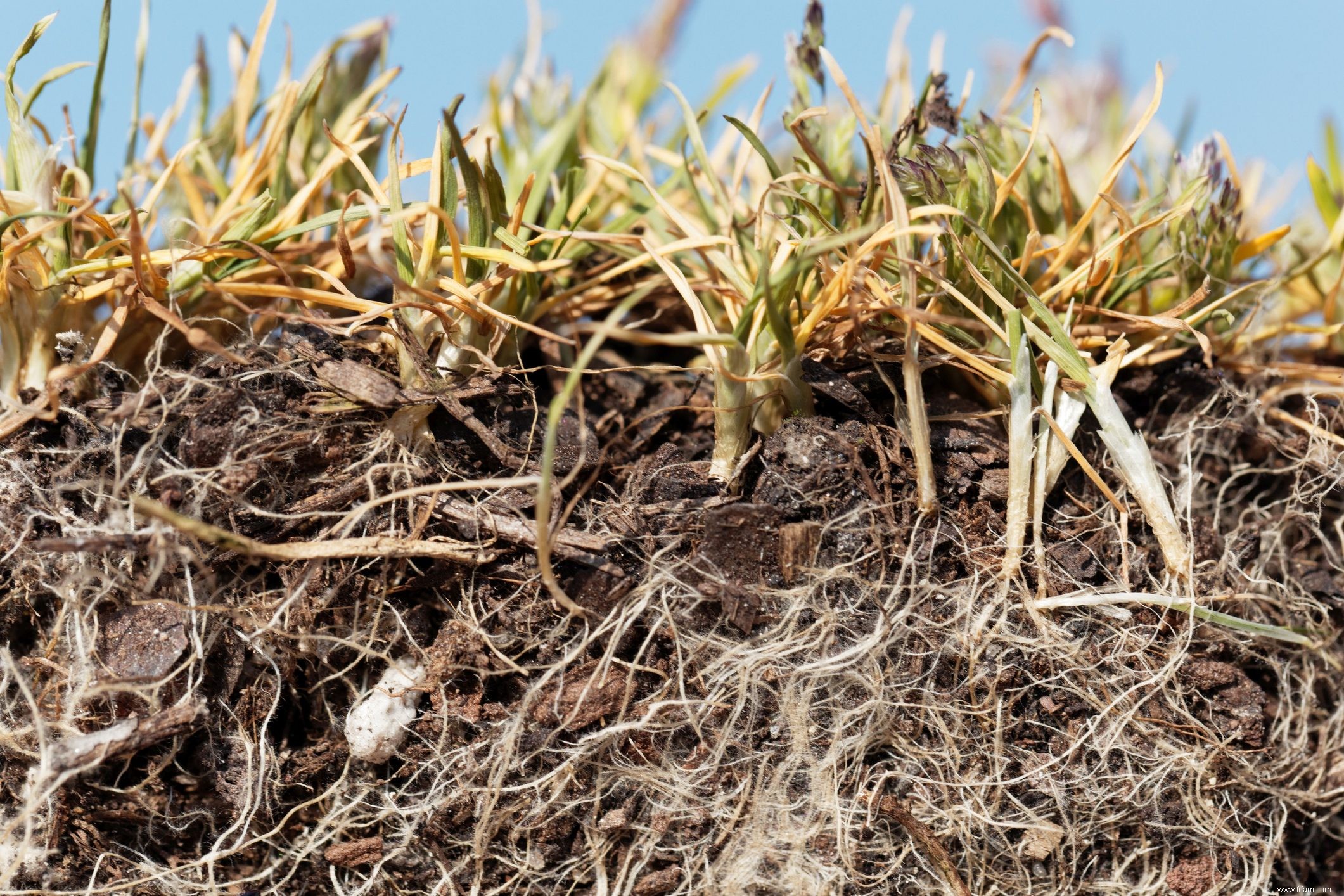 Comment prendre soin des mauvaises herbes d hiver 