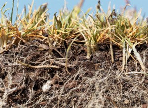 Comment prendre soin des mauvaises herbes d hiver 