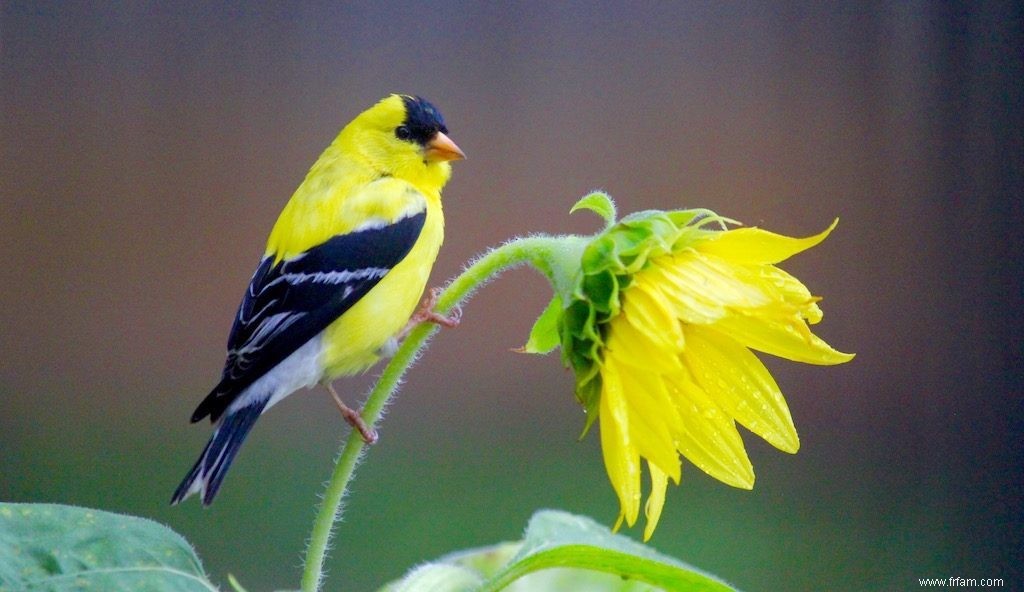 15 oiseaux de basse-cour communs que vous devriez connaître 