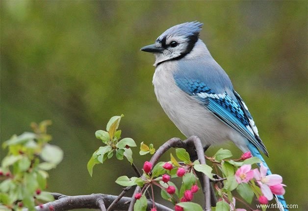 15 oiseaux de basse-cour communs que vous devriez connaître 