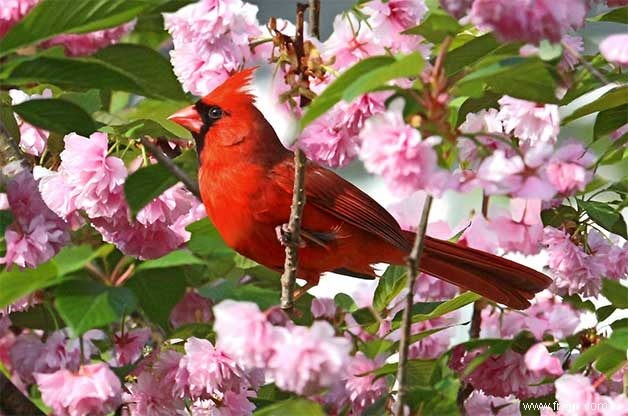 15 oiseaux de basse-cour communs que vous devriez connaître 