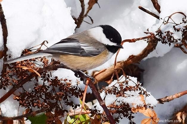 15 oiseaux de basse-cour communs que vous devriez connaître 