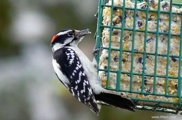 15 oiseaux de basse-cour communs que vous devriez connaître 