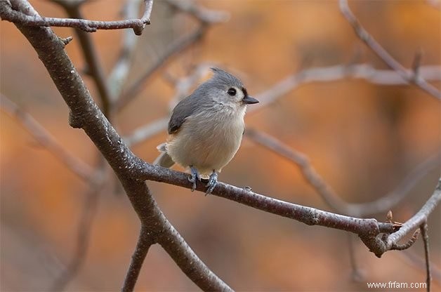 15 oiseaux de basse-cour communs que vous devriez connaître 