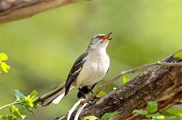 15 oiseaux de basse-cour communs que vous devriez connaître 