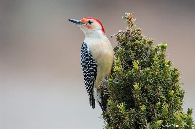 15 oiseaux de basse-cour communs que vous devriez connaître 