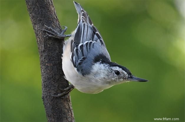 15 oiseaux de basse-cour communs que vous devriez connaître 