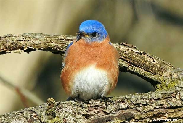 15 oiseaux de basse-cour communs que vous devriez connaître 