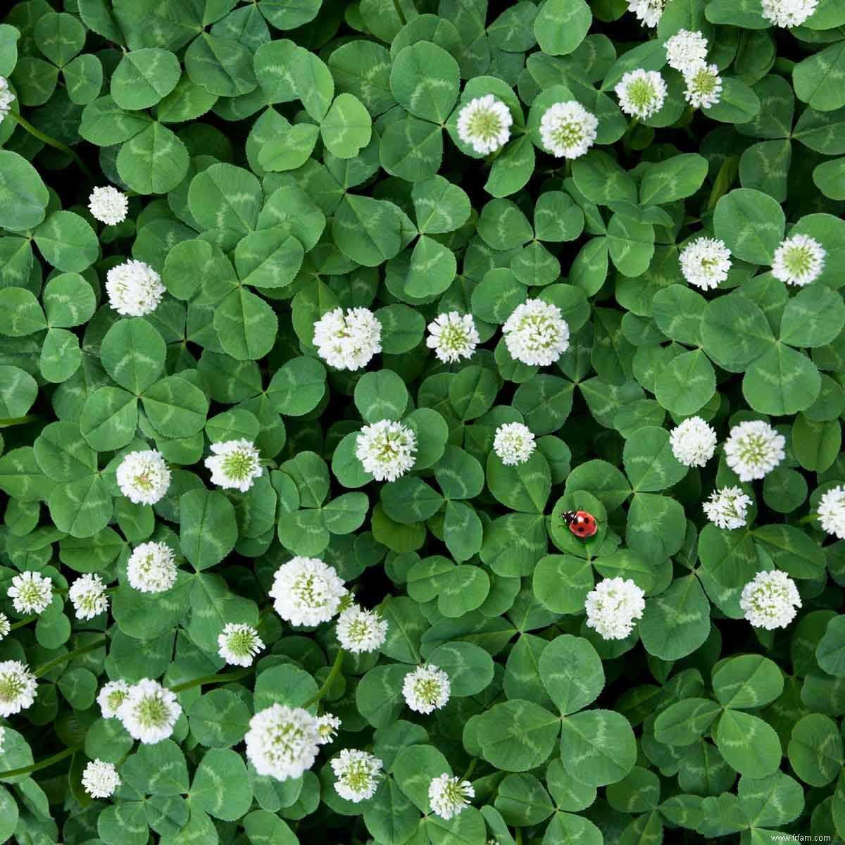 Clover Grass:Aimez-le ou traitez-le? 