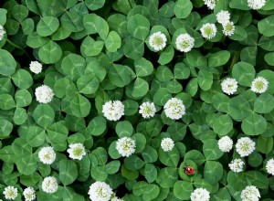 Clover Grass:Aimez-le ou traitez-le? 