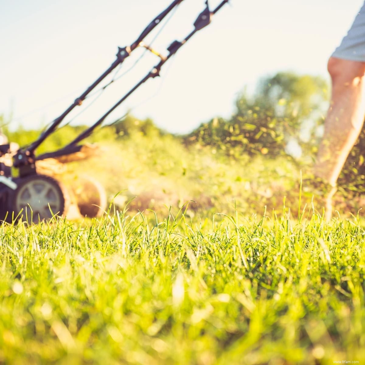 Comment garder l herbe verte et obtenir une pelouse saine 