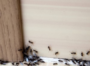 Comment se débarrasser rapidement des fourmis 