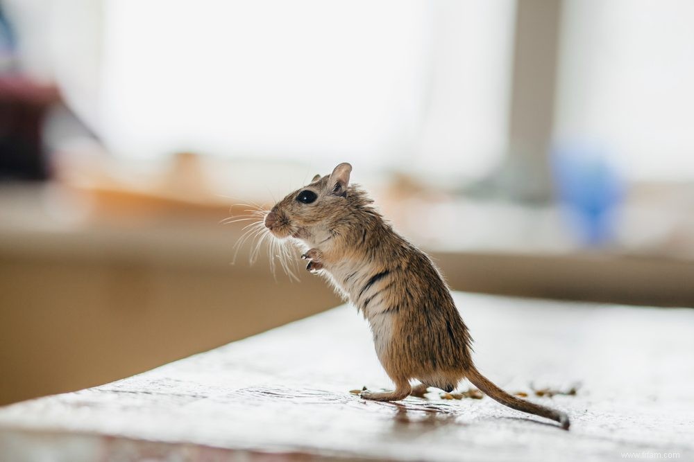 Voici comment éloigner les souris de votre cuisine 