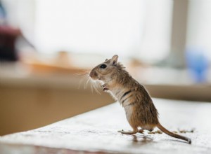 Voici comment éloigner les souris de votre cuisine 