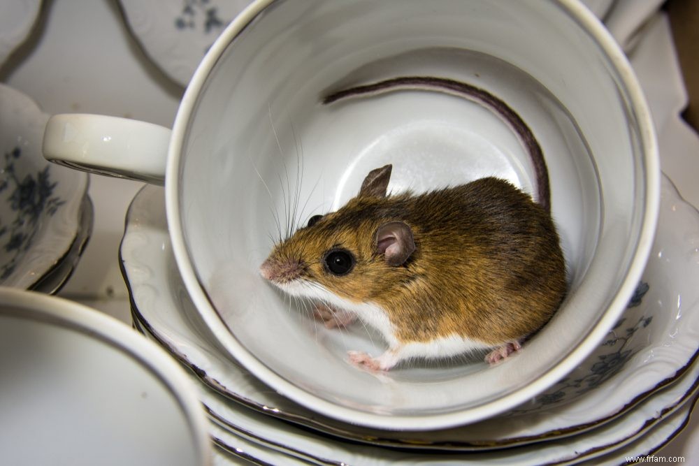 Voici pourquoi avoir un problème de souris est pire que vous ne le pensiez 