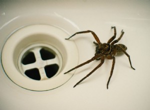 Est-ce que ce simple hack garde les araignées hors de votre maison ? 