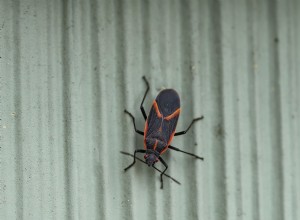 Quels sont les insectes rouges et noirs sur ma maison ? 