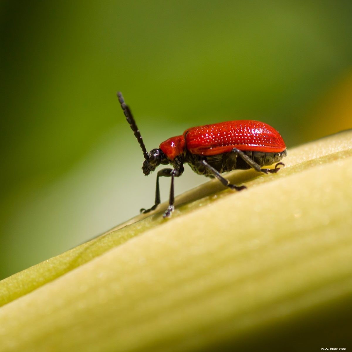 Quels sont les insectes rouges et noirs sur ma maison ? 