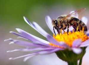 Voici pourquoi vous ne devriez pas tuer les abeilles dans votre jardin 