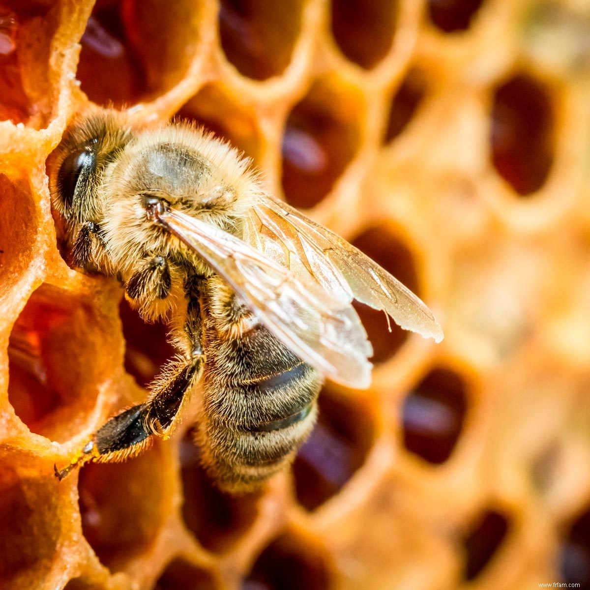 Des choses simples que vous pouvez faire pour aider à sauver les abeilles 