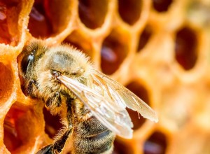 Des choses simples que vous pouvez faire pour aider à sauver les abeilles 