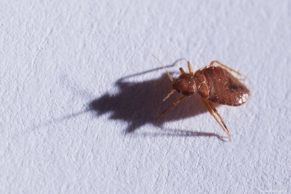 Qu est-ce qui cause les punaises de lit ? 