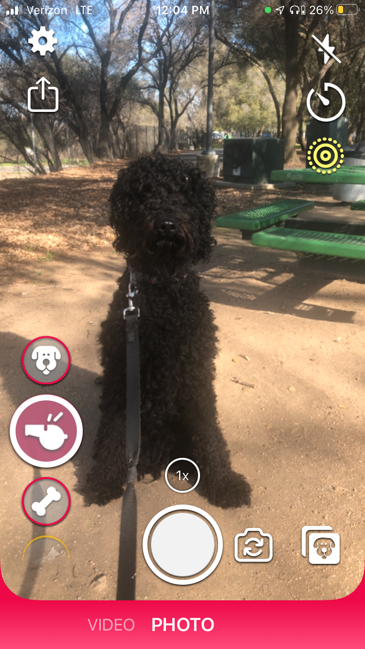 7 applications iPhone indispensables pour tous les propriétaires de chiens 