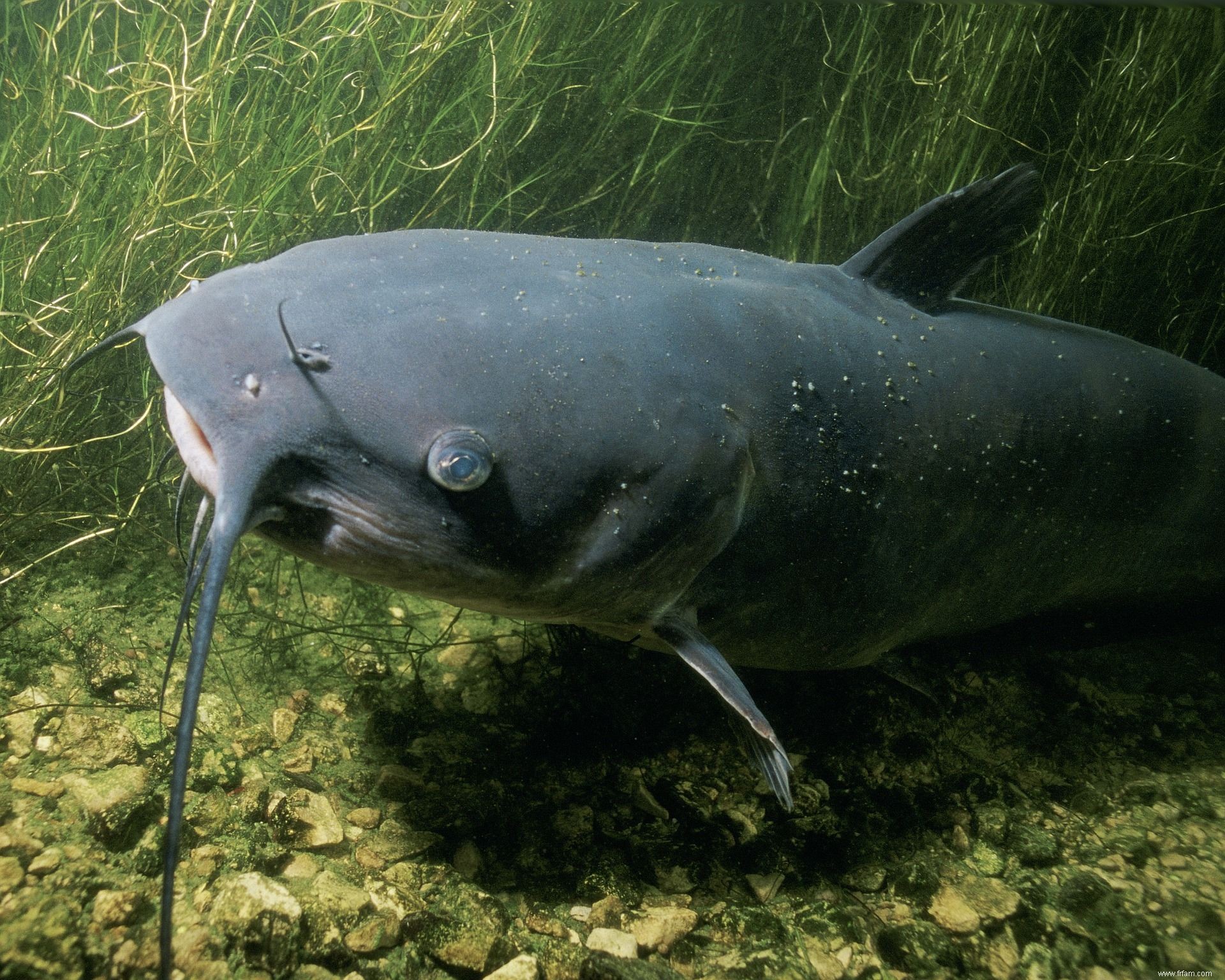 Qu est-ce que la pêche au chat et en quoi est-ce une menace en ligne ? 