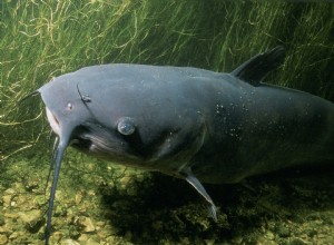 Qu est-ce que la pêche au chat et en quoi est-ce une menace en ligne ? 