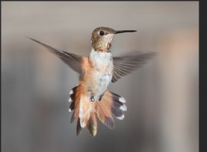 Comment redimensionner un calque dans Photoshop en 4 étapes faciles 