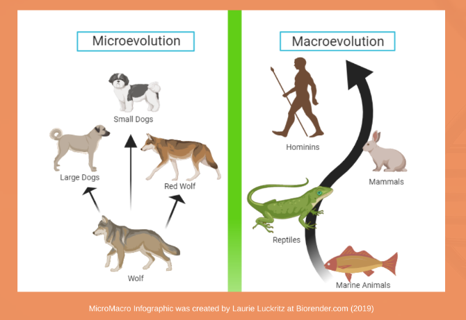 La théorie de l évolution :5 sites sympas à visiter le jour de Darwin 