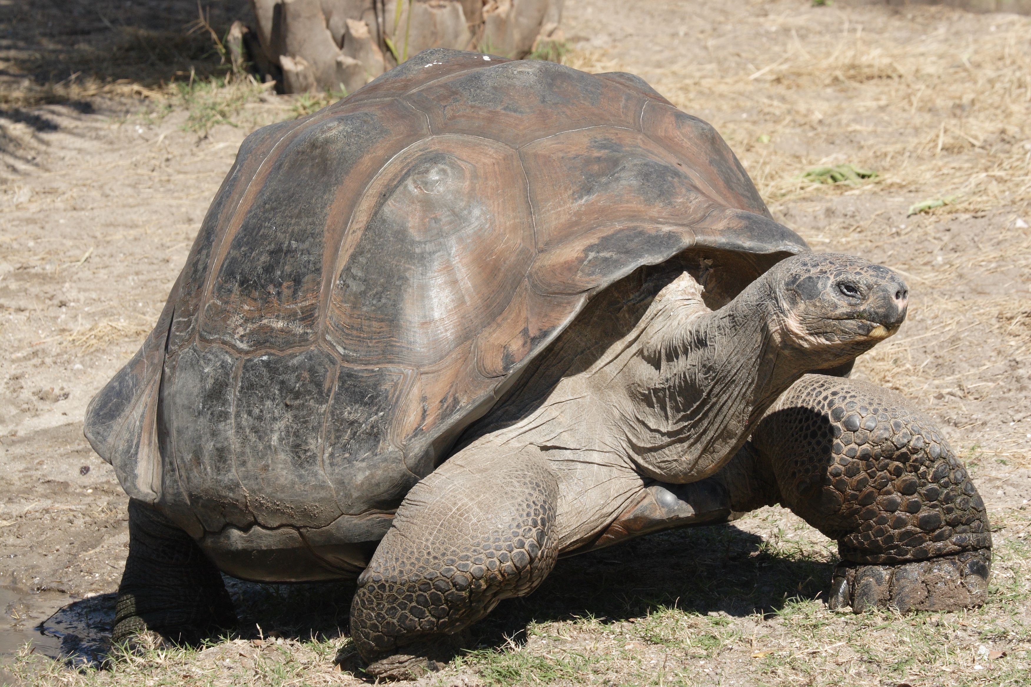 Les 11 animaux qui vivent le plus longtemps 