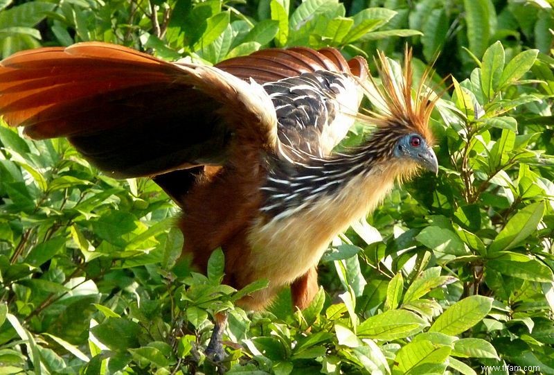 Les 11 animaux les plus odorants 