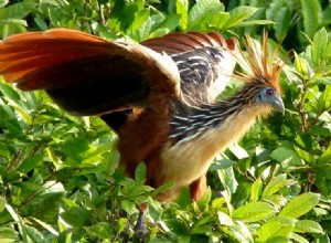 Les 11 animaux les plus odorants 