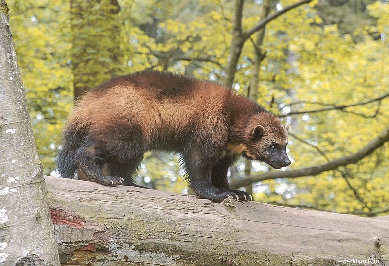 Les 11 animaux les plus odorants 