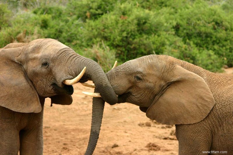 Les 25 plus grands êtres vivants sur Terre 