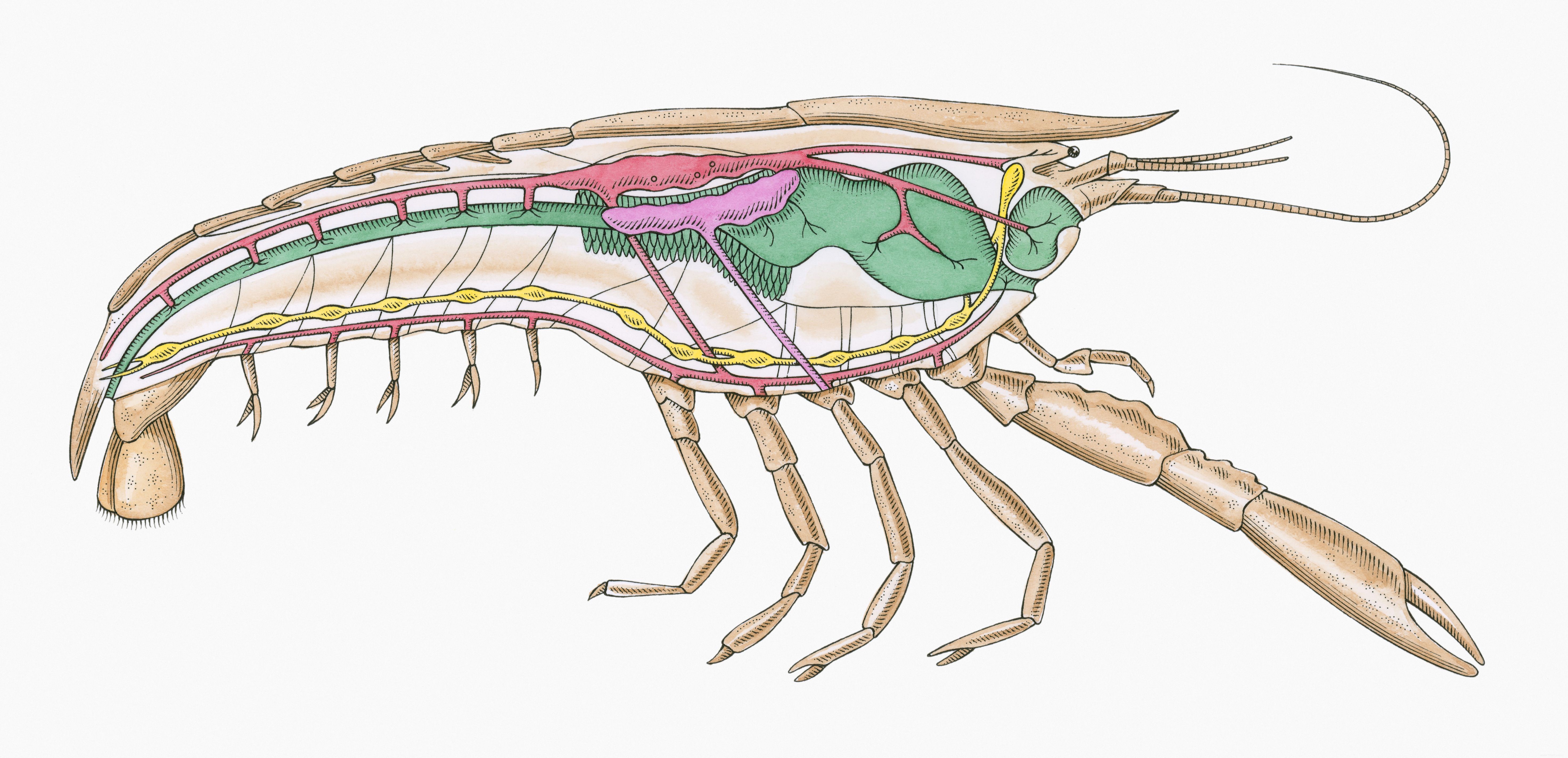 Les homards ressentent-ils la douleur ? 