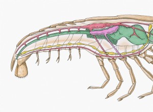 Les homards ressentent-ils la douleur ? 