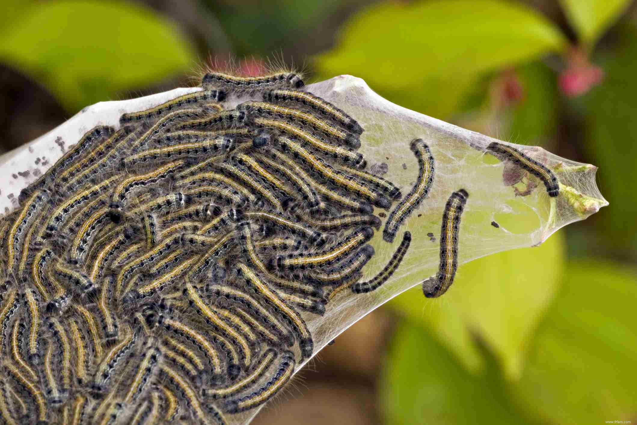 6 faits fascinants sur les chenilles à tente 