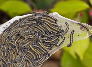 6 faits fascinants sur les chenilles à tente 