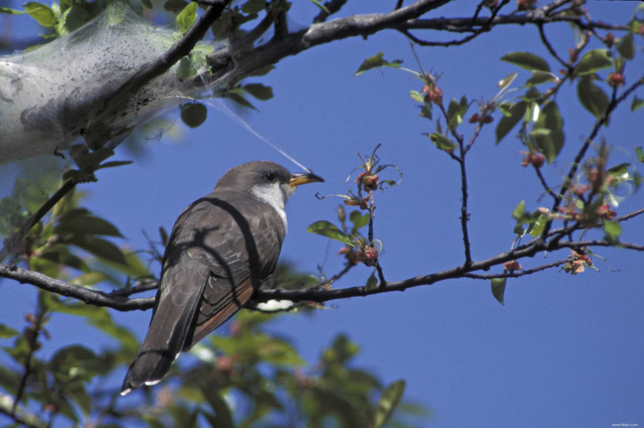 6 faits fascinants sur les chenilles à tente 