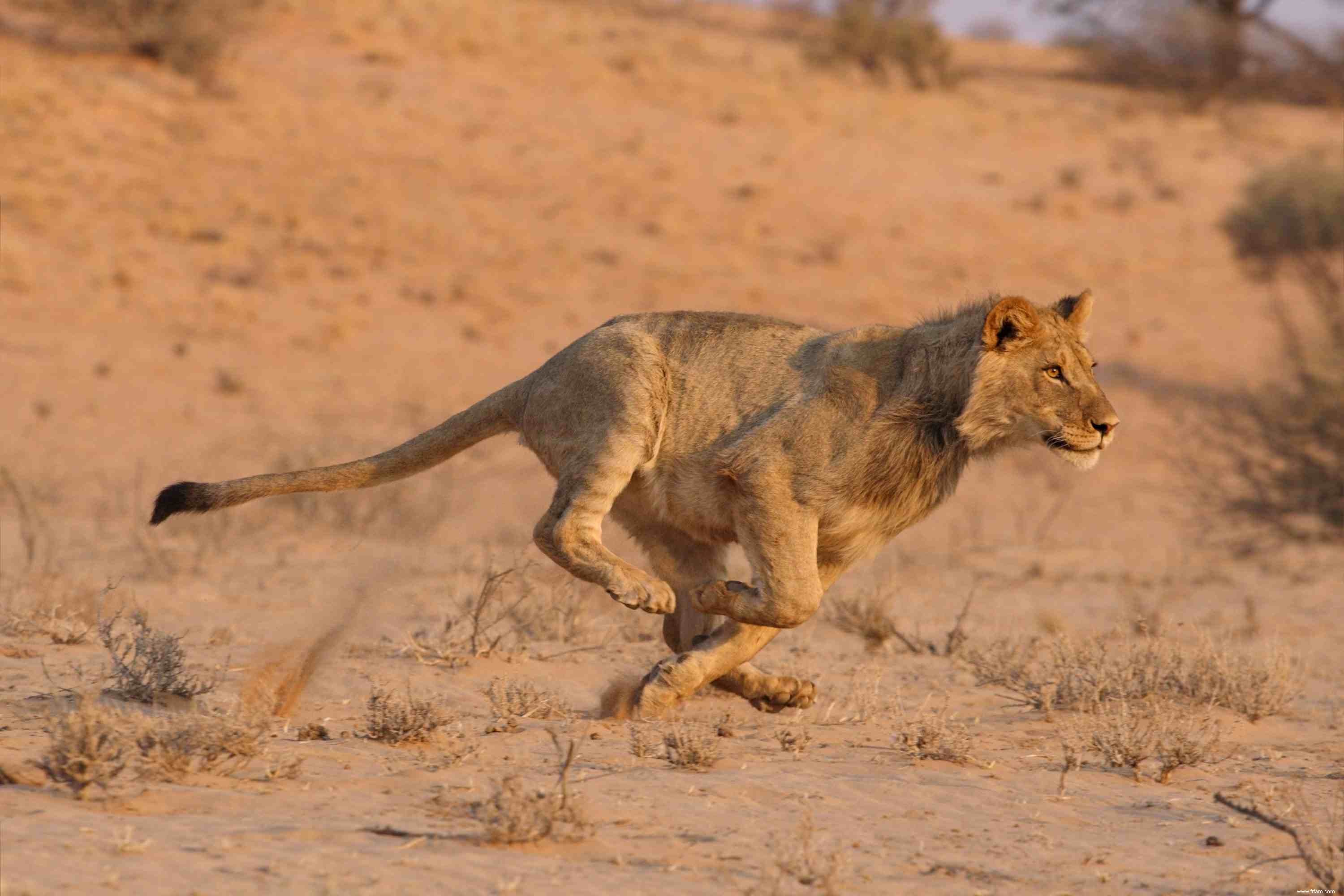 Les 8 principales caractéristiques animales 