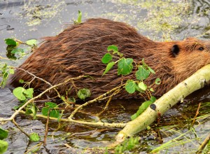 12 animaux importants d Amérique du Nord 