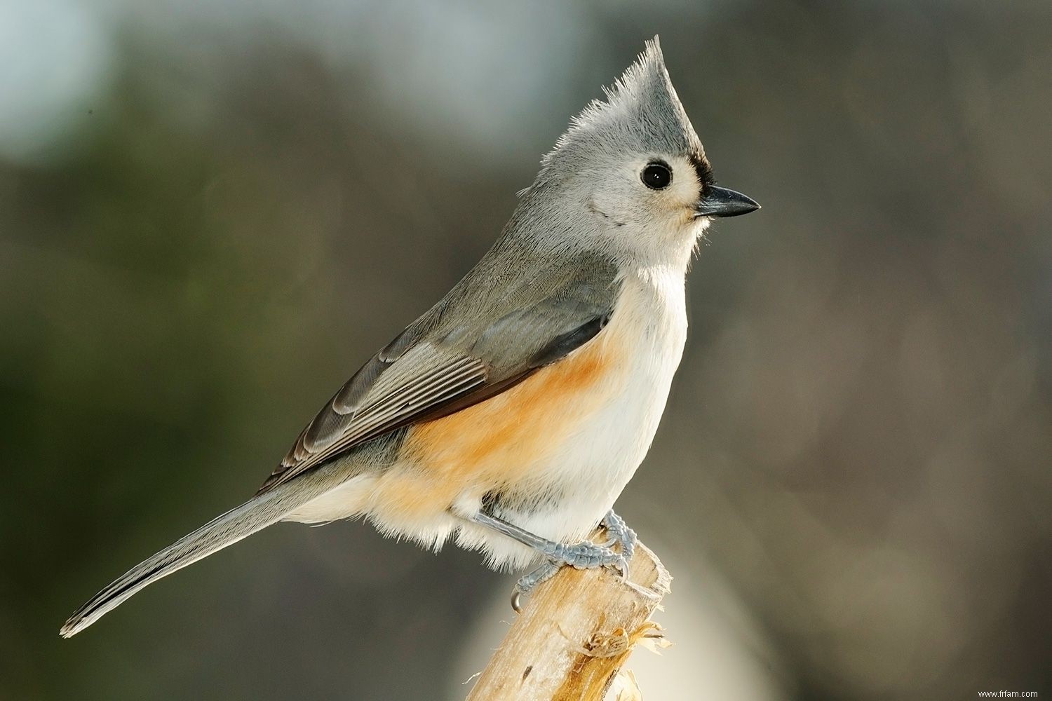 12 animaux importants d Amérique du Nord 