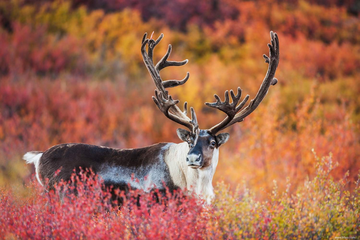 12 animaux importants d Amérique du Nord 