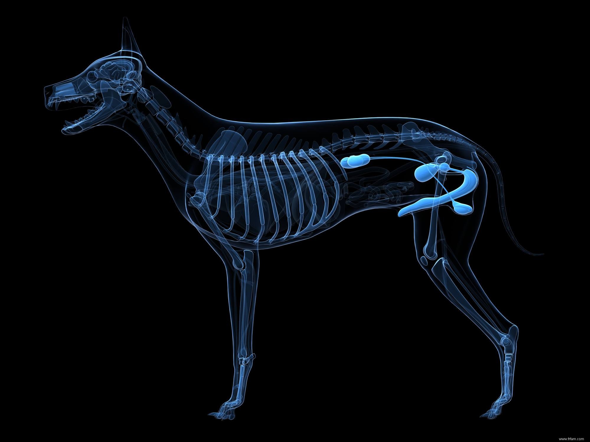 Les 12 systèmes d organes animaux 