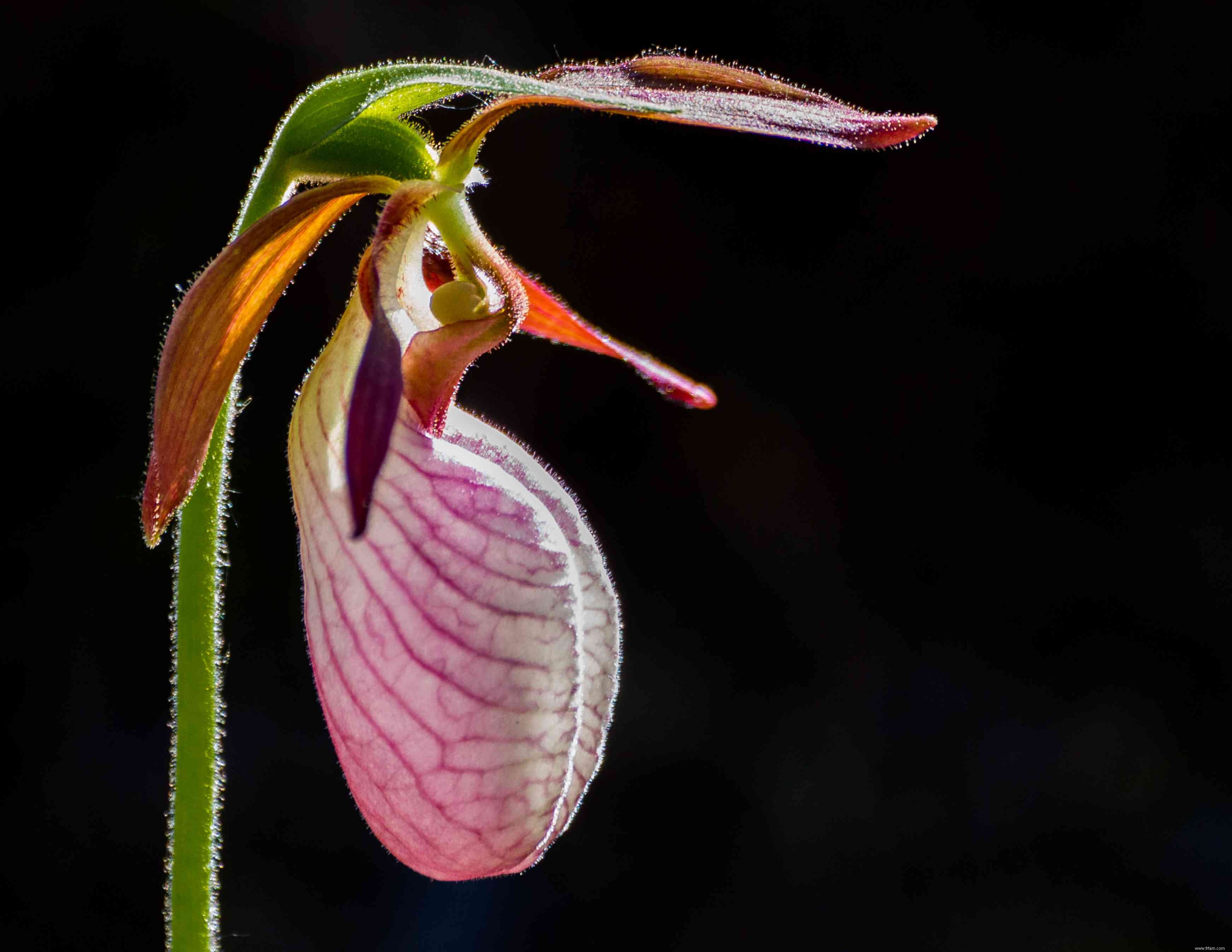 Découvrez 12 plantes carnivores qui mangent de tout, des insectes aux mammifères 