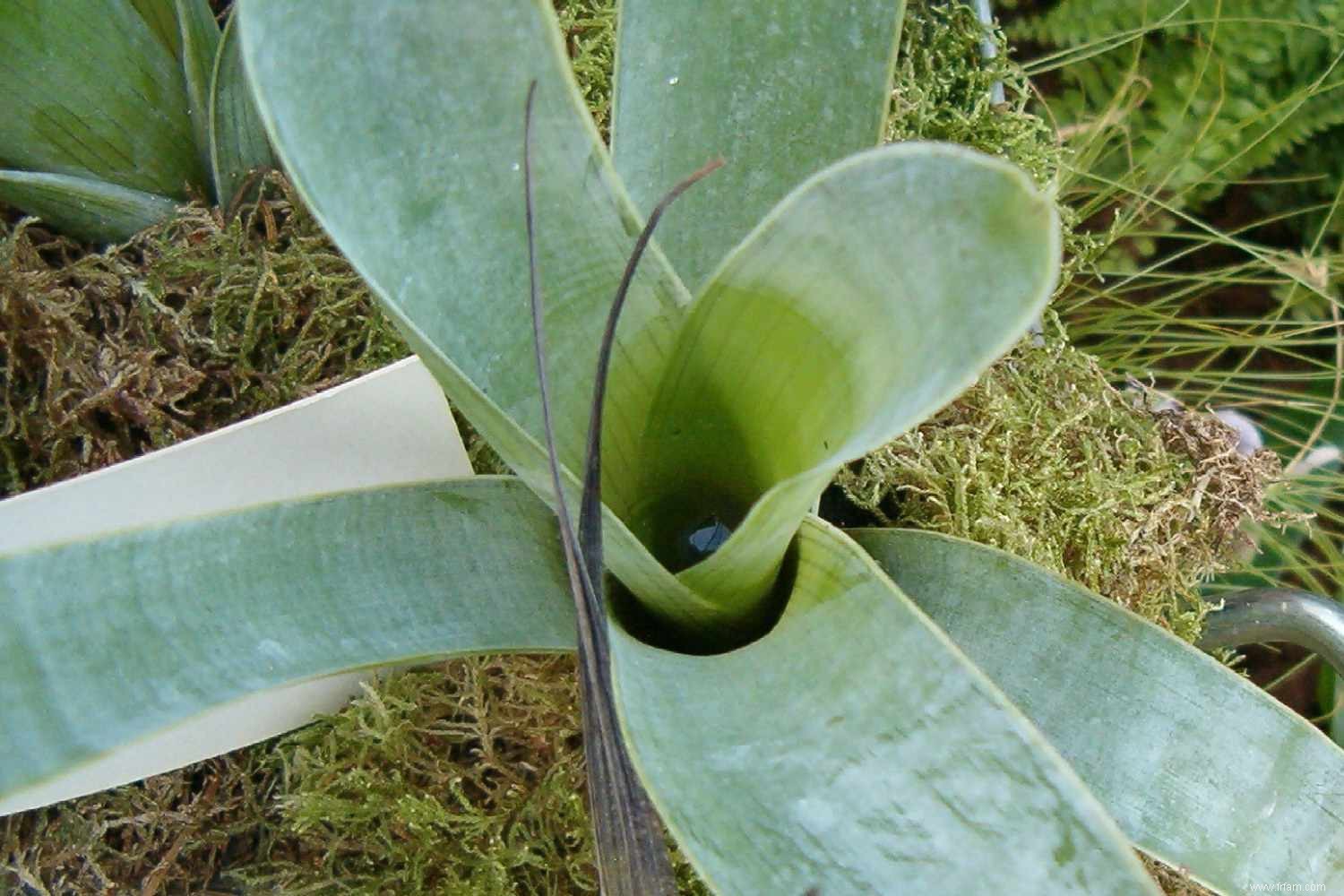 Découvrez 12 plantes carnivores qui mangent de tout, des insectes aux mammifères 