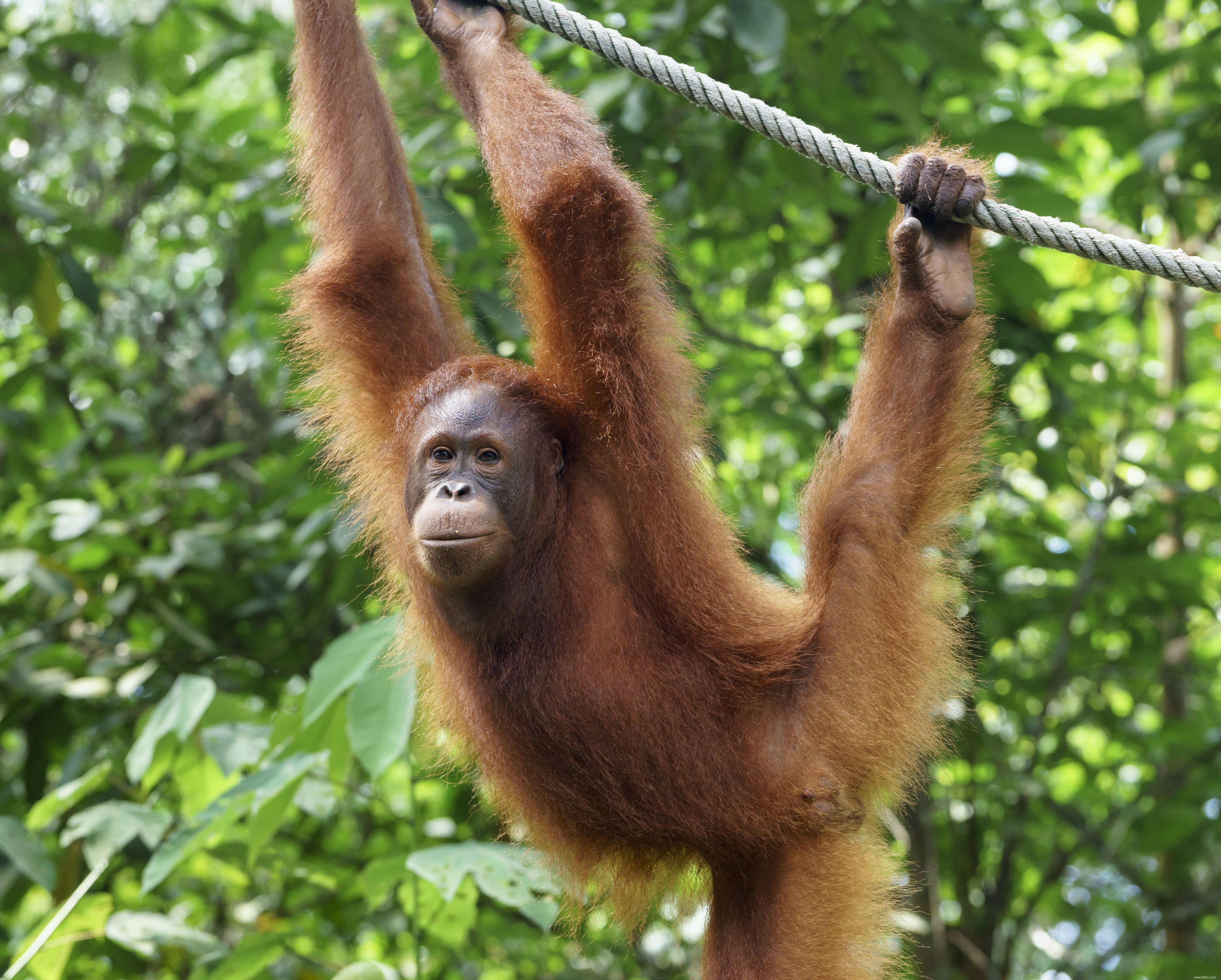 10 faits sur les orangs-outans 