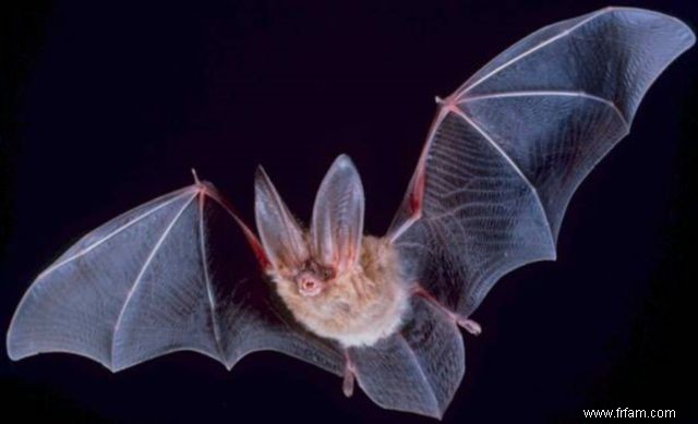 10 faits fascinants sur les chauves-souris 